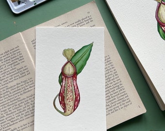 Pitcher Plant - Nepenthes Gaya, A6 Print