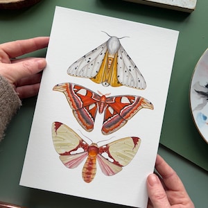 Moth Species /No 2, Watercolour Fine Art Print, Entomology