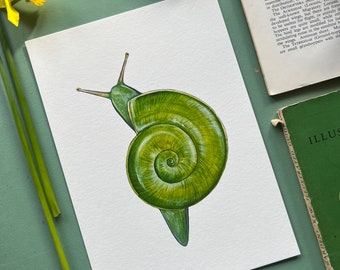 Green Snail / Rhinocochlis nasuta, Watercolour Fine Art Print, Entomology