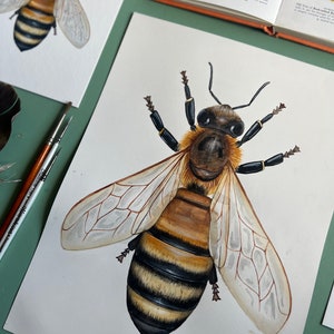 Original Honey Bee Watercolour Painting image 5