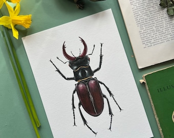 European Stag Beetle, Watercolour Fine Art Print, Entomology