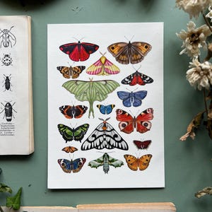 Moths and Butterflies, Watercolour Fine Art Print, Entomology