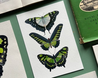 Green Butterfly Species, Watercolour Fine Art Print, Entomology