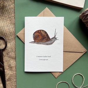 Carte de voeux vierge escargot