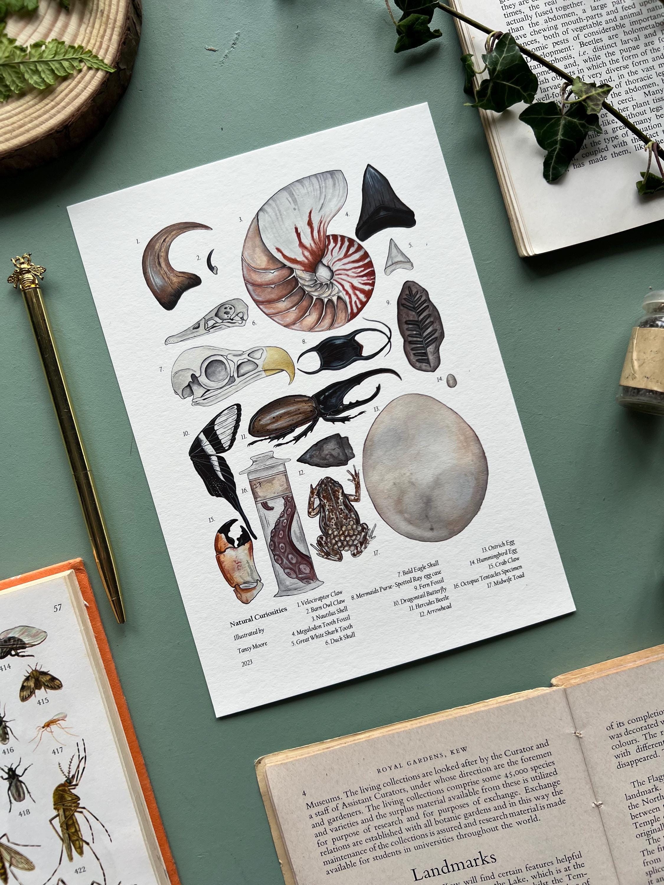 Natural Curiosities, Watercolour Fine Art Print, Scientific Art