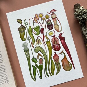Carnivorous Plants Print, Botanical Watercolour Print - Etsy