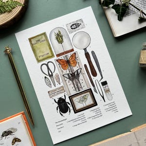 The Entomologist, Watercolour Fine Art Print, Natural History