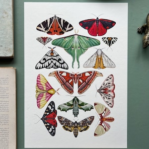 Moths, Watercolour Fine Art Print, Entomology