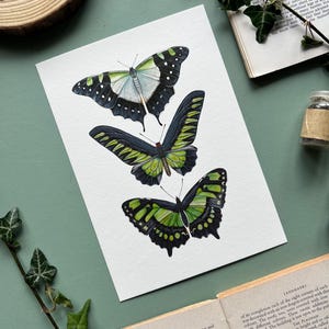Green Butterfly Species, Watercolour Fine Art Print, Entomology