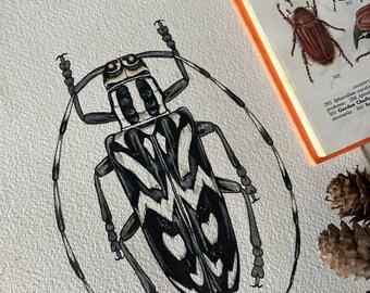Original Combe Brianus Longhorn Beetle