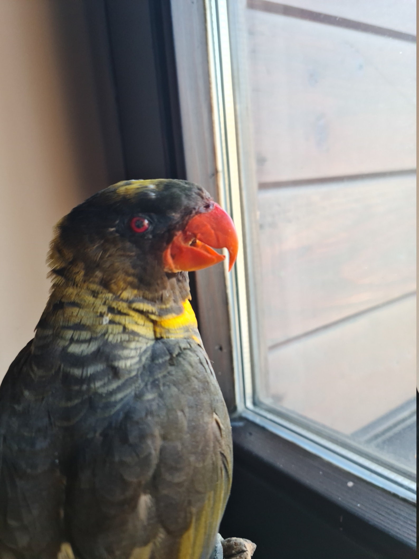 Un vrai Pseudeos fuscata gold pauga sur une racine naturelle. Etsy