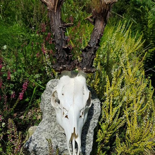 Copies of goat parosts slaughter, shops hunting hunting, trophy