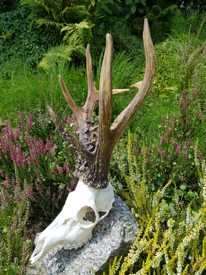 Hunting Hunting Trophies Parostki Roe Deer Carving Etsy