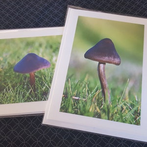 Mushroom Notecard