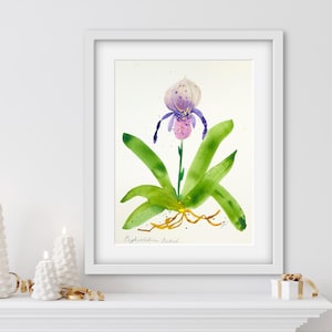 Botanical Art Print - Paphiodelium Orchid - 8x10, 11x14, 16x20 Giclee Print