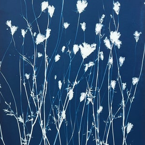 Botanical Art - Original Cyanotype - ‘Field of Queen Anne’s Lace’- 18x24