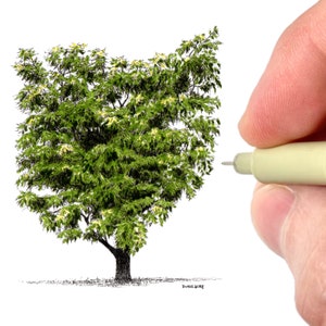 Ohio as a Buckeye Tree Art Print | Ohio State Tree Illustration | Miniature Artwork