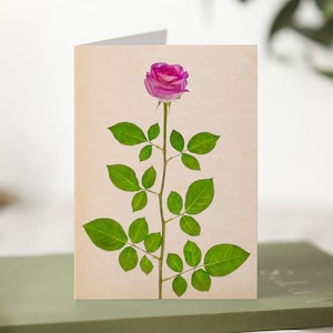 Pink Rose June Birth Flower Greetings Card image 1