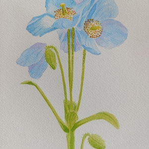 Poppy painting Original watercolor painting Blue Poppy painting home decor
