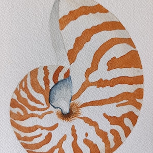 Nautilus shell original watercolor painting