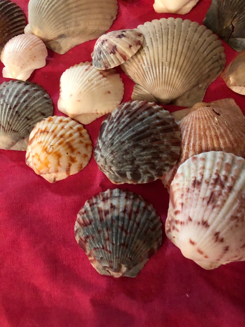 Assorted Scallop Shells Etsy