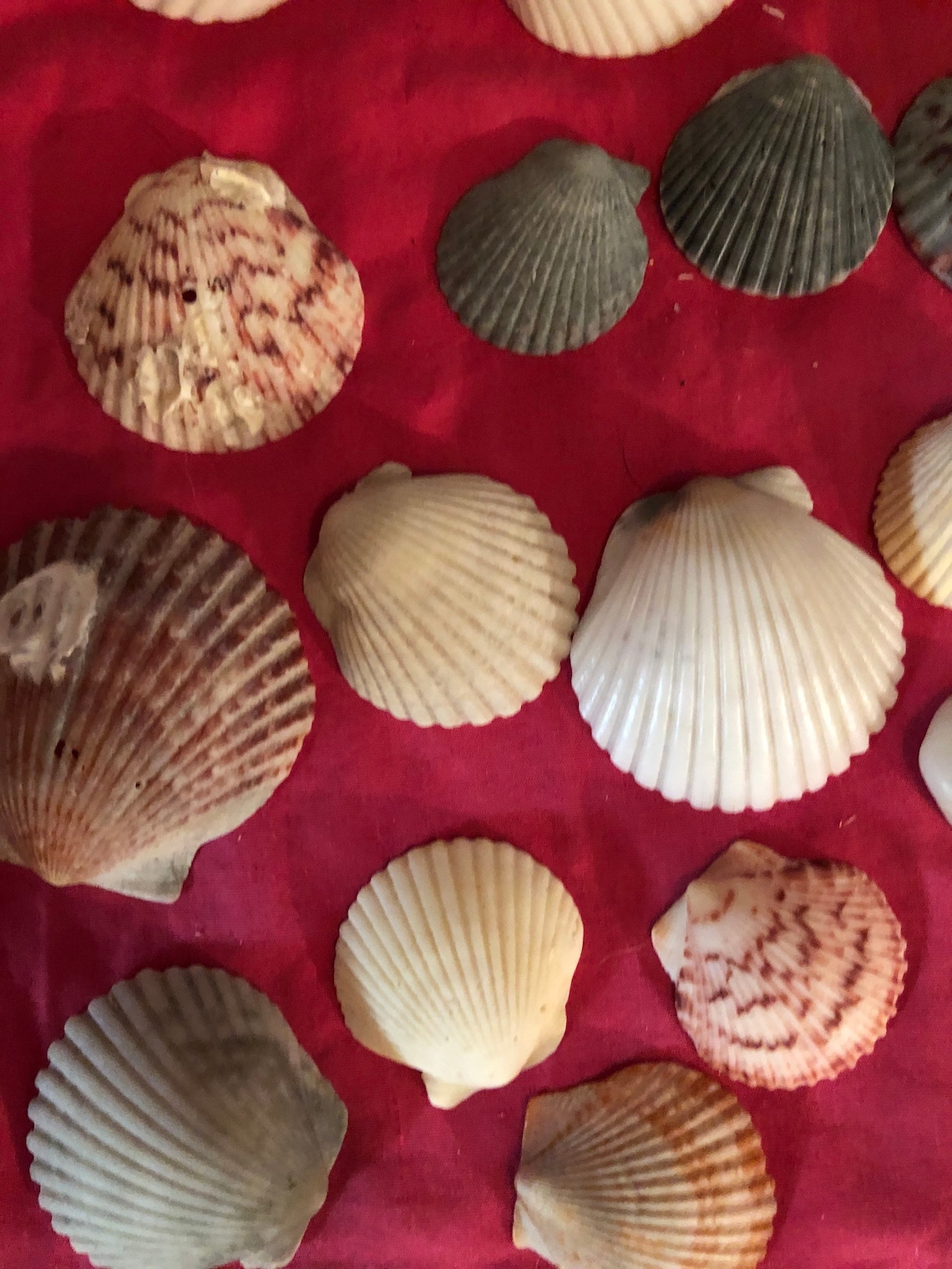 Assorted Scallop Shells Etsy