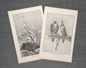 1 x Falcon Antique Print 1886 Original ~ Choose, Peregrine Falcon, Greenland Falcon ~ Falconry Ornithology Bird G.E. Lodge [SALE]
