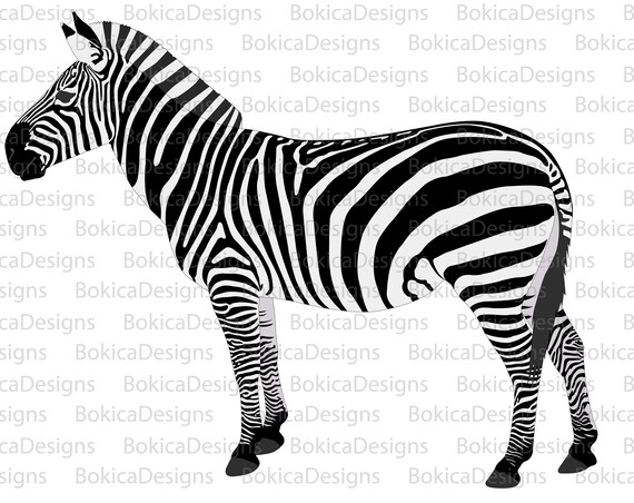 Download Free Detailed Illustration Of Zebra Vector Artwork Detailed Etsy SVG Cut Files