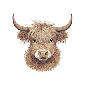 May include: A close-up of a brown and white Highland cow's head with long, shaggy hair. The cow has large, dark eyes and a brown nose.