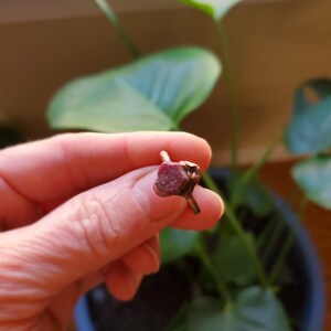 Op de afbeelding: Close-up van een kleine, roodbruine plantenknop in een hand. De knop heeft een textuuroppervlak. Groene bladeren en een witte bloem zijn op de achtergrond. De plant staat in een donkerblauwe pot.