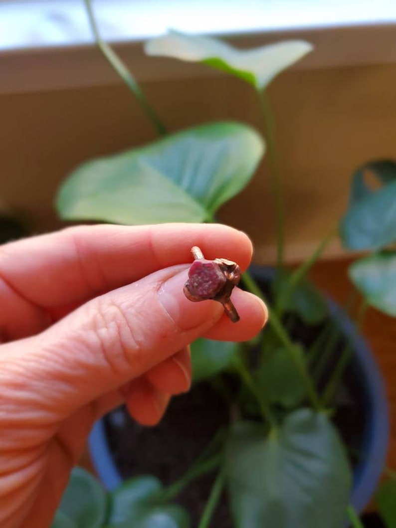 Op de afbeelding: Close-up van een kleine, roodbruine plantenknop in een hand. De knop heeft een textuuroppervlak. Groene bladeren en een witte bloem zijn op de achtergrond. De plant staat in een donkerblauwe pot.