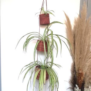 May include: Three hanging woven baskets in a reddish-brown hue, each holding a spider plant with long, green and white striped leaves. The baskets are suspended by a brown rope against a white wall, creating a vertical garden display.