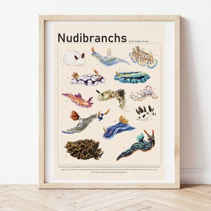 Nudibranch / Sea Slug Art Print, Ocean Art Wall Decor, Seaside Art, Bathroom Print, Gallery Wall, Vintage Print, Hand Drawn Illustration