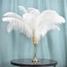 see more listings in the Ostrich feather section