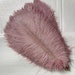 see more listings in the Ostrich feather section