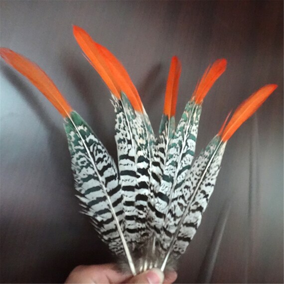 Lady Amherst Pheasant Feathers - Natural for Sale Online