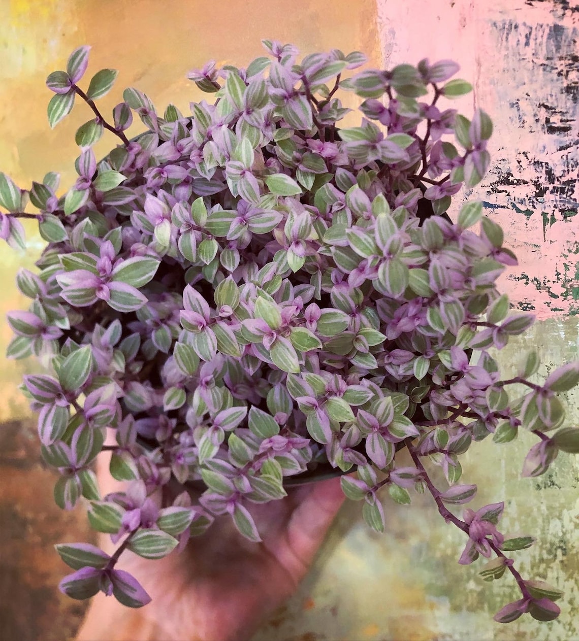 Pink Panther Plant Toxic