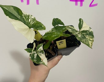 Syngonium albo variegata in 2in pot - starter plants!