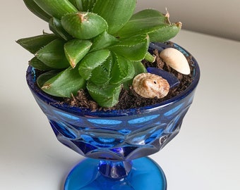 Blue Cocktail Glass - haworthia retusa f. geraldii