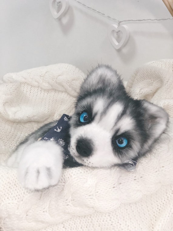 toy husky