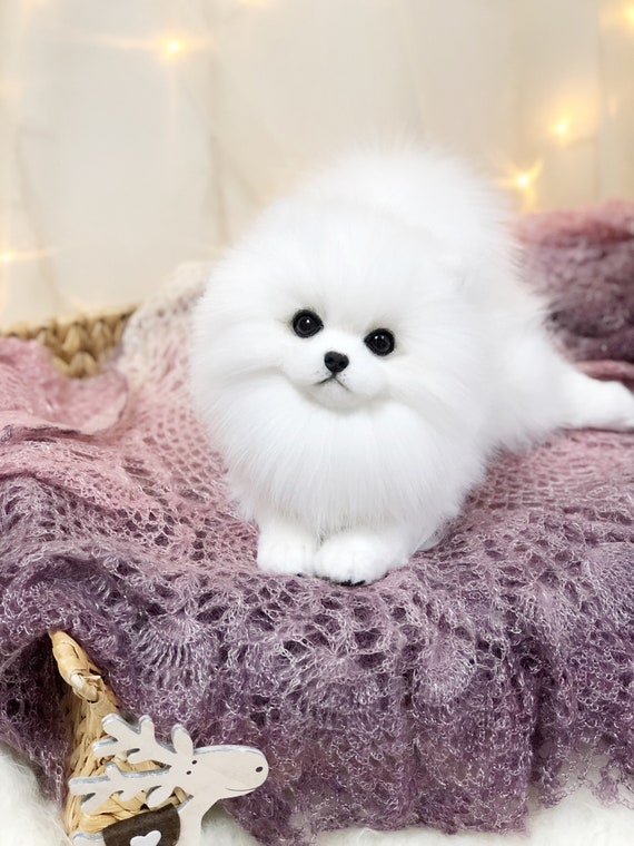 stuffed pomeranian dog