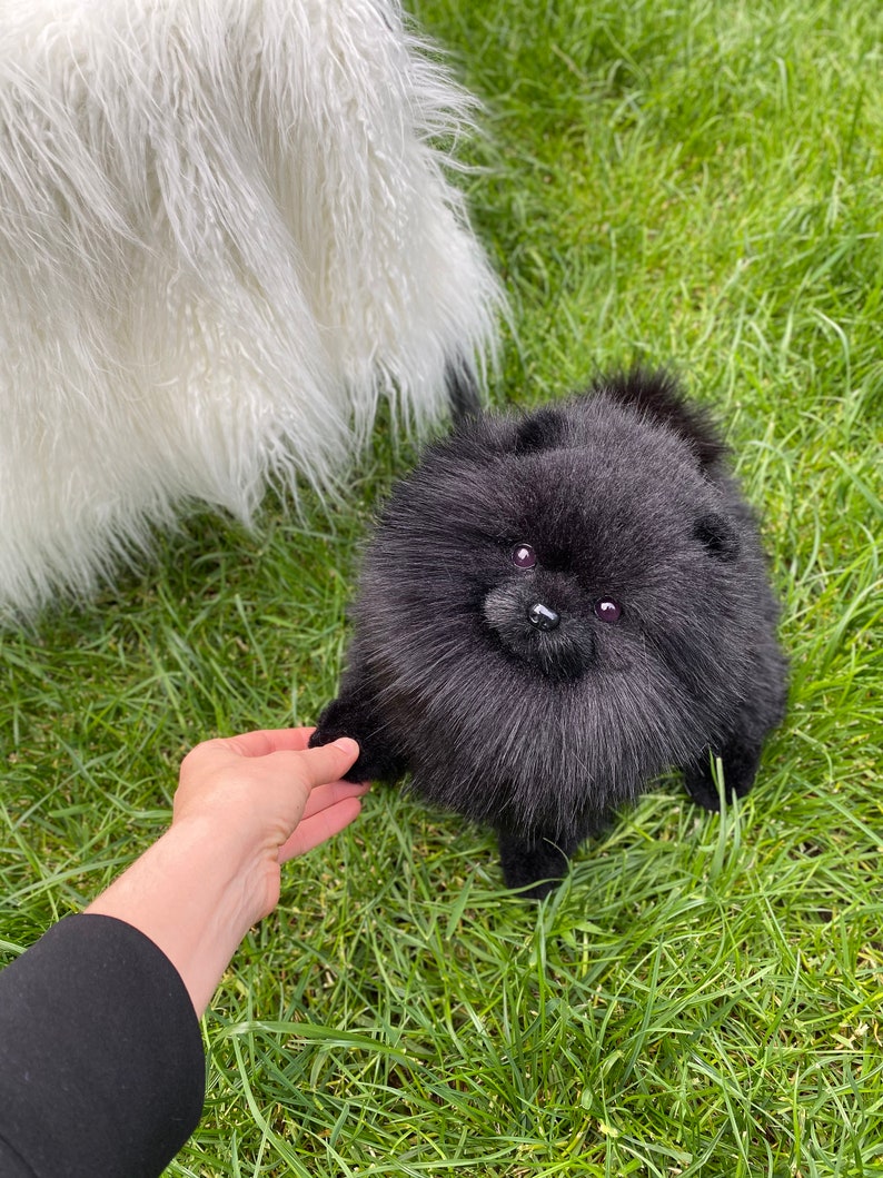 Spitz Pomeranian spitz black Stuffed dog realistic dog | Etsy