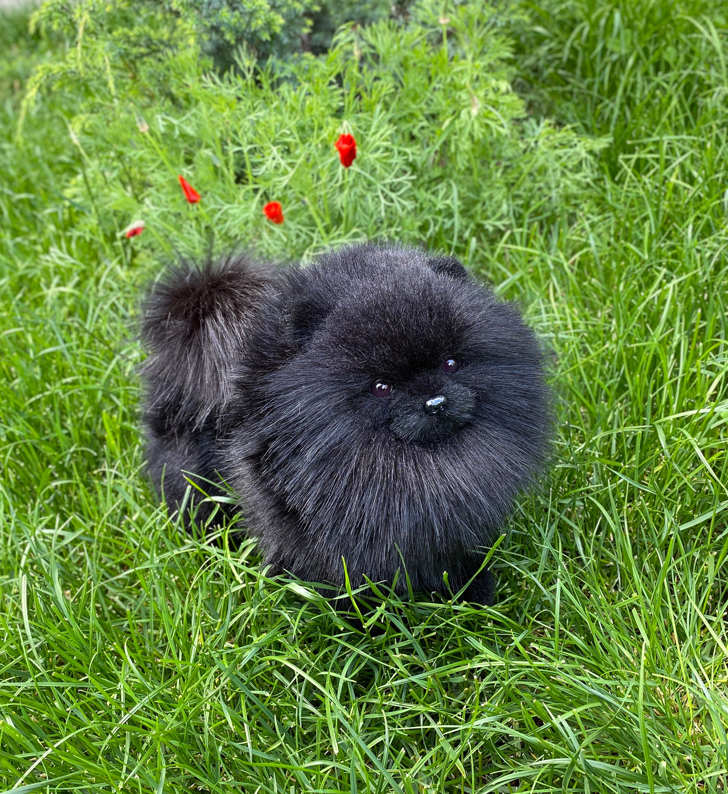 Spitz Pommern Spitz schwarz gefüllte Hund realistische Etsy