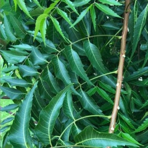 Natural Organic Neem Powder , Azadirachta indica,Sensitive SkinCare,Organic Pure Neem Leaf Powder,For Face, Hair,fresh Neem Leaves Neem Care