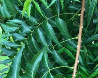 Organic Neem Leaf Powder: Natural Skincare for Sensitive Skin