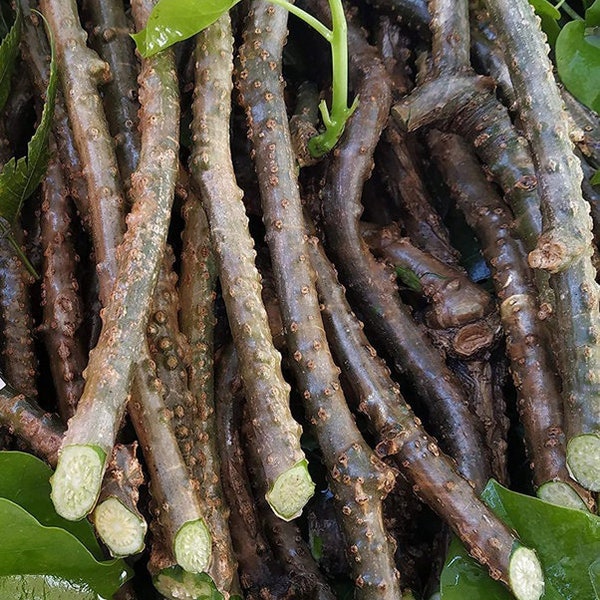 Neem Giloy Tinospora Cordifolia, A pack of Neem Giloy Will Get One pack Weighs 50 Grams