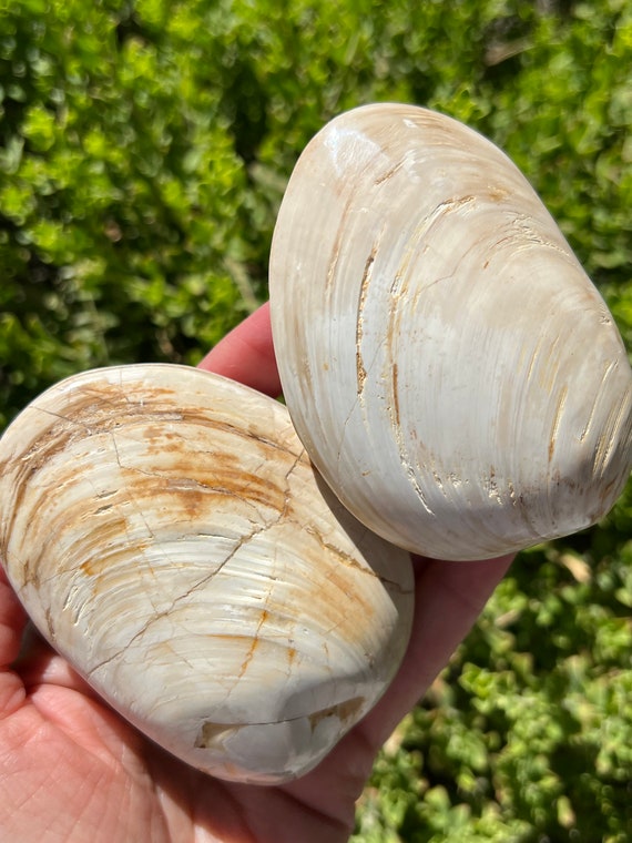 Large Fossil Clam Bivalve, Fossil Shell, Clamshell, Bivalve