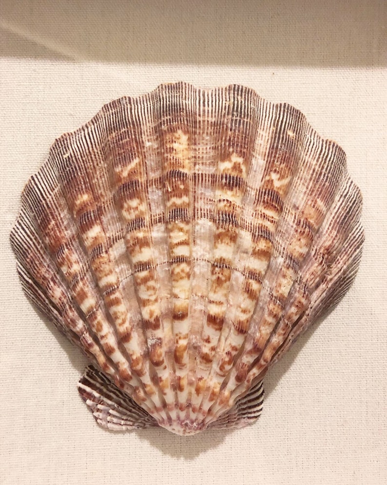 K&ouml;nnte beinhalten: Eine gro&szlig;e, braune und wei&szlig;e Jakobsmuschel mit einer strukturierten, gerippten Oberfl&auml;che.