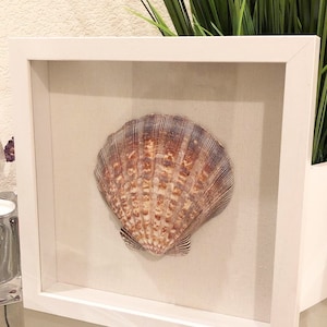 10x10 White Shadowbox Framed Seashell, Seashell Home Decor, Mounted Shell in Frame, Beach Decor, Housewarming Gift, FREE Pocket Stones!