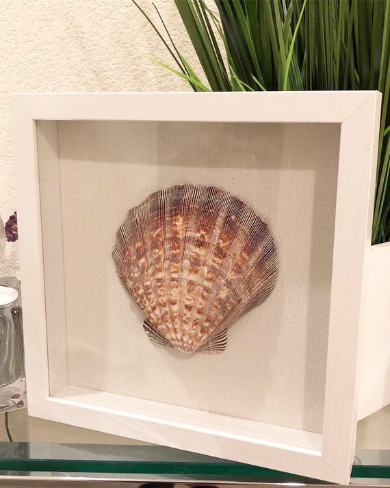 10x10 White Shadowbox Framed Seashell, Seashell Home Decor, Mounted Shell in Frame, Beach Decor, Housewarming Gift, FREE Pocket Stones!